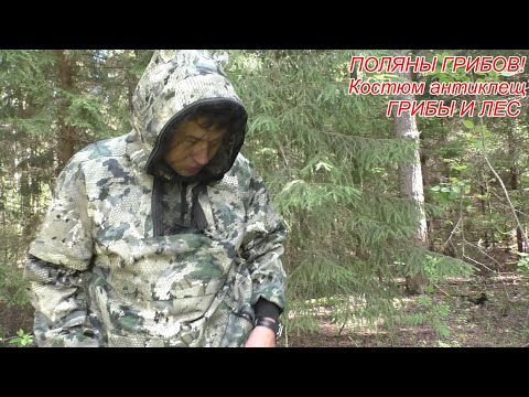 Видео: В ЛЕС ПО ГРИБЫ! Находим ПОЛЯНЫ ГРИБОВ! Костюм антиклещ!