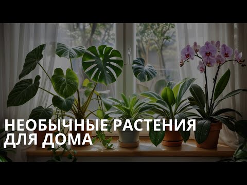 Видео: Необычные растения для дома