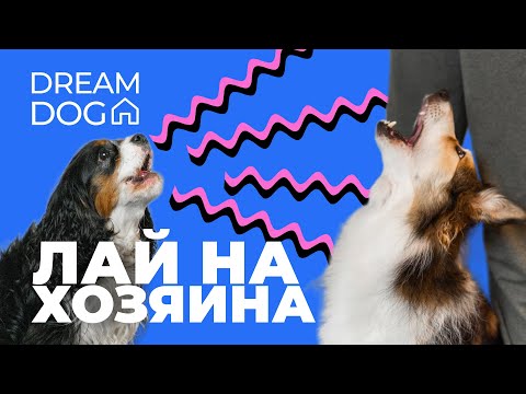 Видео: Лай на хозяина 🐶 Как отучить собаку гавкать на человека