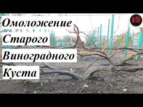 Видео: Омоложение Старого Виноградного Куста