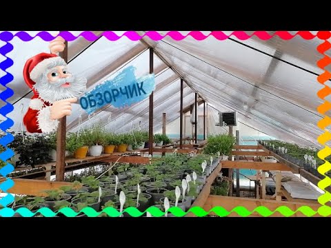 Видео: Обзор теплиц. Гортензии отбивают почки! Все Цветы требуют срочного черенкования!