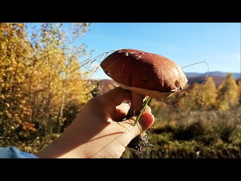 Видео: Відвідали закарпатський ліс і він нас порадував грибами