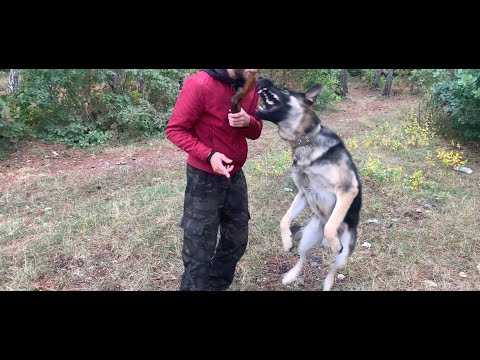 Видео: Как отучить собаку прыгать на людей.НЕАДЕКВАТНЫЙ ВЛАДЕЛЕЦ ВЕО