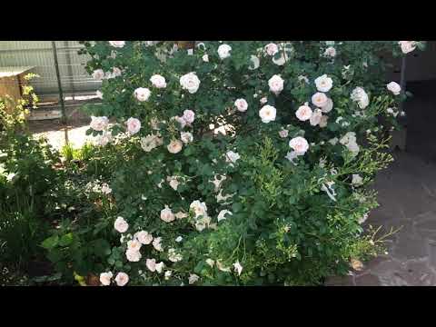Видео: Обрезка розы "Нью Доун". Сорта новых пионов из Подворья.