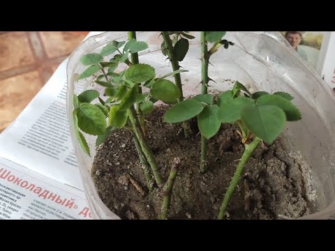 Видео: На Ютубе обещали стопроцентную приживаемость черенков роз. Эксперимент. Черенки роз в песке.