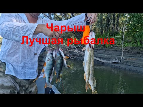 Видео: Чарыш  - лучшая рыбалка