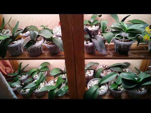 Видео: 14.09.20. Полив ОРХИДЕЙ в керамзите..