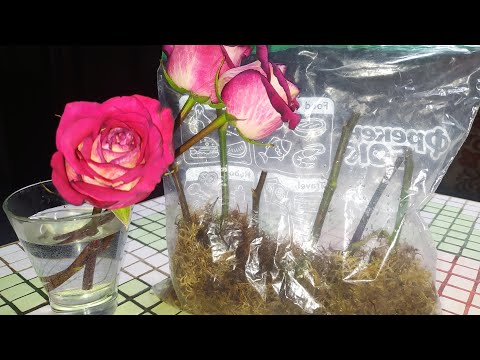 Видео: Укорінення троянд з букету||Живцювання в мох||Експеримент