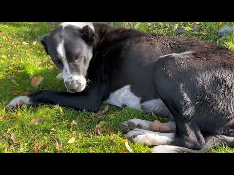 Видео: В глазах собаки одна боль/Раненый пёс лежит без помощи 