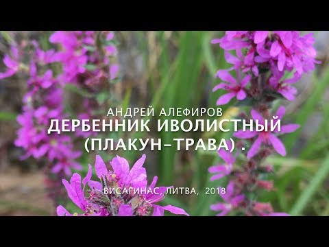 Видео: Дербенник (плакун) иволистный. Алефиров А.Н.