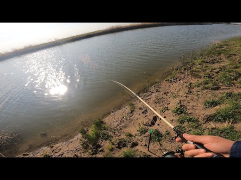 Видео: Простая рыбалка близ Астаны (Нура). На короткую.