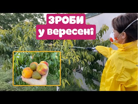 Видео: Уход за плодовыми в сентябре. Осенние удобрения. ЗАЩИТА от болезней и вредителей.