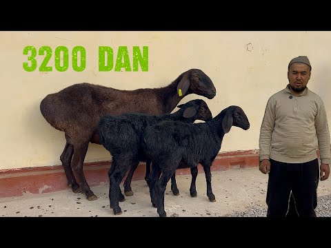 Видео: Егизакчи қўйлар 🔥Отабек арзончидан 3200 га қўчқор совлиқлар