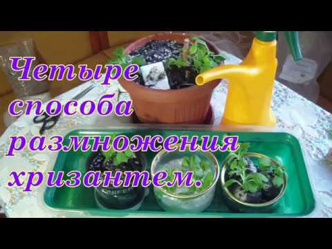 Видео: Размножение ХРИЗАНТЕМ черенками. ЧЕТЫРЕ способа.