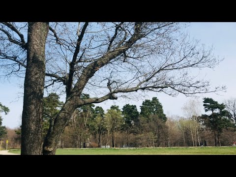 Видео: Бросила кофе/мода на кофе/избавляйся от зависимости!/Минимализм