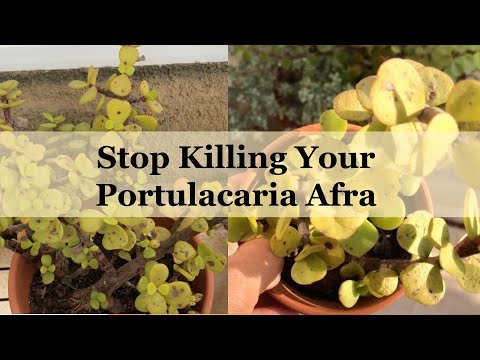 Видео: 7 распространенных проблем с Elephant Bush и способы их быстрого решения