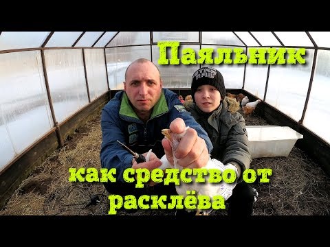 Видео: Расклев у цыплят//Паяльник рулит