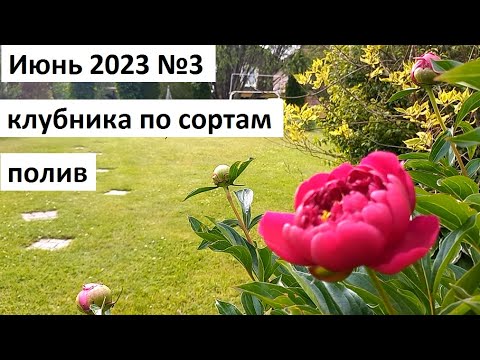 Видео: Июнь 2023 серия №3. Клубника по сортам. Полив лука и ранней капусты. Пекинская капуста "ча-ча".