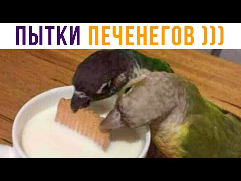 Видео: Приколы с попугаями. ПЫТКИ ПЕЧЕНЕГОВ, 1036 ГОД))) | Мемозг #457