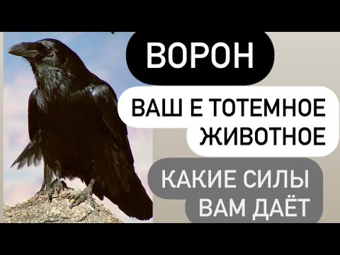 Видео: ВОРОН- ваше тотемное животное# какую силу он вам дает#