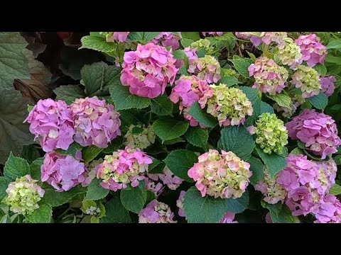 Видео: #Лилии #гортензиии #садоводничество #flowers #обзордачи #цветы