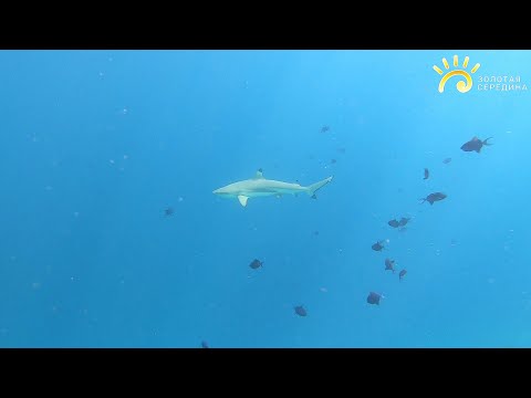 Видео: Снорклинг на Мальдивах (Бандос Мальдивес) Выпуск 11.1  Отпуск Золотая Середина