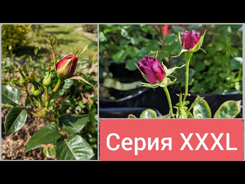 Видео: ВНИМАНИЕ! Видео ни о чём. Смотреть только друзьям, и на ночь.😁 5 июня 2023 г.