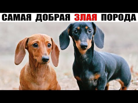 Видео: ТАКСА — порода сочетающая в себе безграничную доброту и охотничью злость