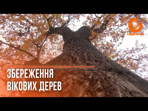 Видео: Вікові дерева Рівного: як зберегти зелений спадок міста