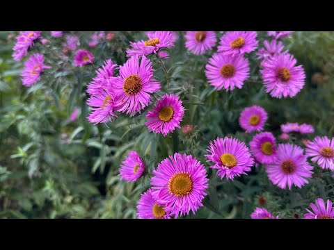 Видео: Цветы на работе, покупки, находки. Жизнь без фильтров. День рождение Агнии. 