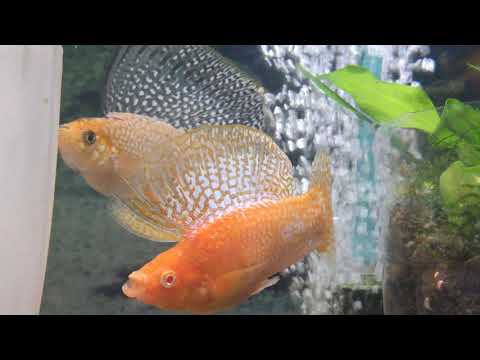 Видео: velifera albina orang, велифеа , моллинезия , molly