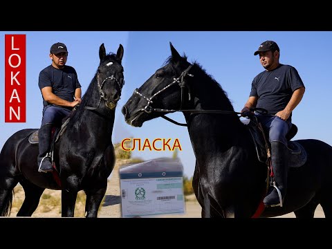 Видео: Ат картинке 💥 СЛАСКА Нурбек акеде 😱😱