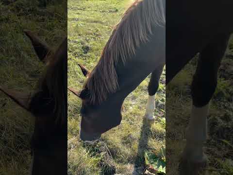 Видео: Нападение лошадей