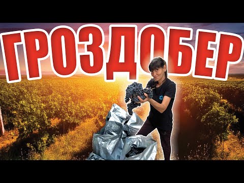 Видео: Гроздобер и домашно вино🍷