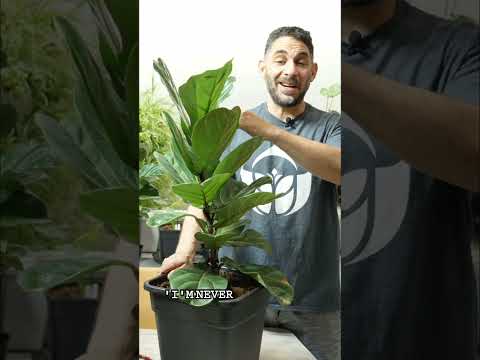 Видео: Как не дать фикусу «скрипучелистному» вырасти слишком высоким