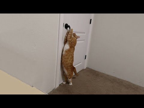 Видео: Подборка самых смешных котов 2025 года 🐱 Смеюсь до упаду! #1