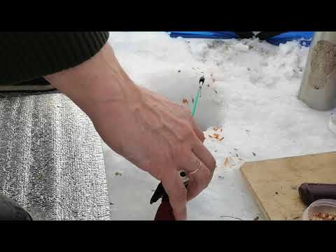 Видео: Дуплеты сороги, ловим окуней на озере Инголь