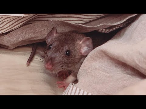 Видео: Что можно, что нельзя давать крысам