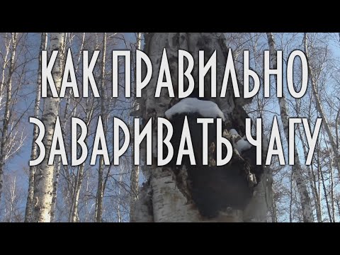 Видео: КАК ПРАВИЛЬНО ЗАВАРИВАТЬ ЧАГУ, БЕРЕЗОВЫЙ ГРИБ | ЧАГА. УНИКАЛЬНОЕ ЛЕКАРСТВЕННОЕ СРЕДСТВО