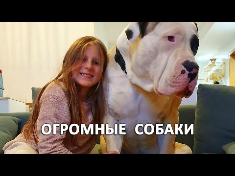 Видео: Самые большие собаки в мире. Огромные породы собак.