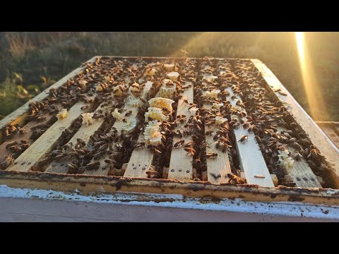 Видео: "Бакфаст" - про нього,  порода чи гібрид, чи непонятно що