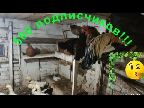 Видео: Козы, утки, петухи, сено. Спасибо за подписку!!!