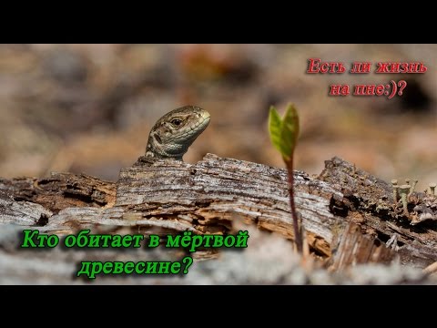 Видео: Жизнь мёртвой древесины.