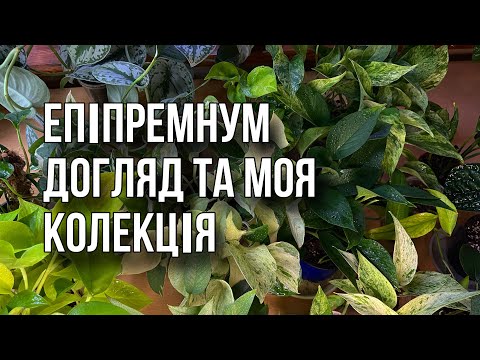 Видео: Епіпремнум - як доглядати за кімнатною рослиною. Моя колекція - 16 сортів