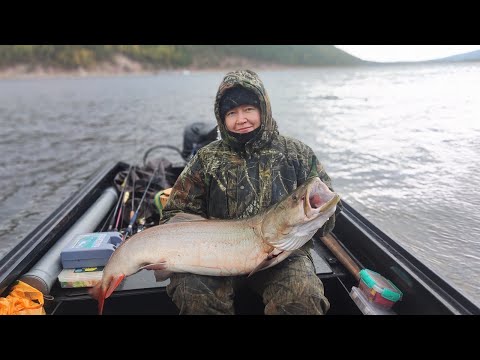 Видео: Поимка крупного тайменя. Река Лена