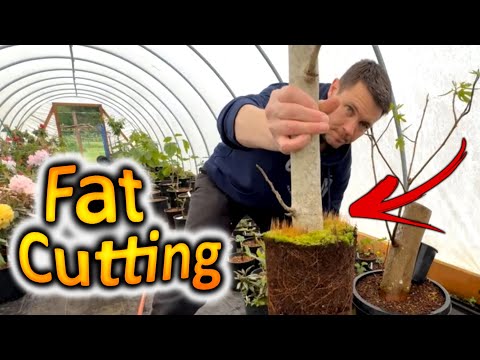 Видео: САМЫЙ БОЛЬШОЙ черенок, который мы когда-либо укореняли: как вырастить инжир из черенка. 2 экстрем...