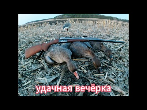 Видео: Охота на гуся 2024