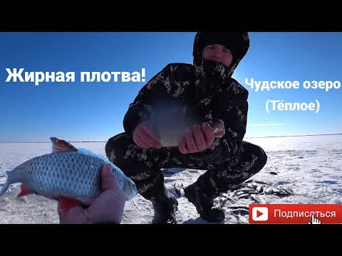 Видео: Рыбалка на Чудском озере (Тёплом)! Вот это батоны! Крупная плотва на мормышку!