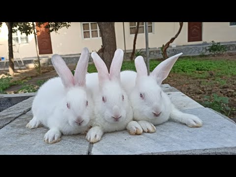 Видео: Харгушакчахои Хикол... 931853805