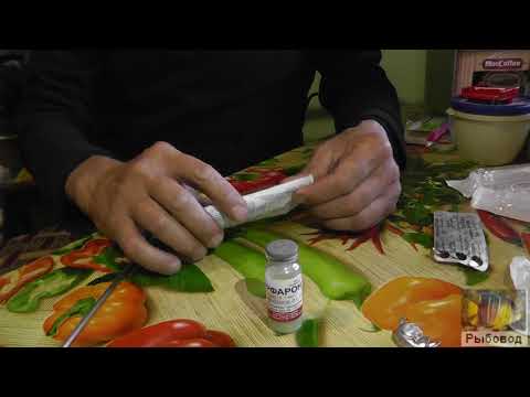 Видео: Инъецирование производителей клариевого сома ! Injection of manufacturers of the catfish soda